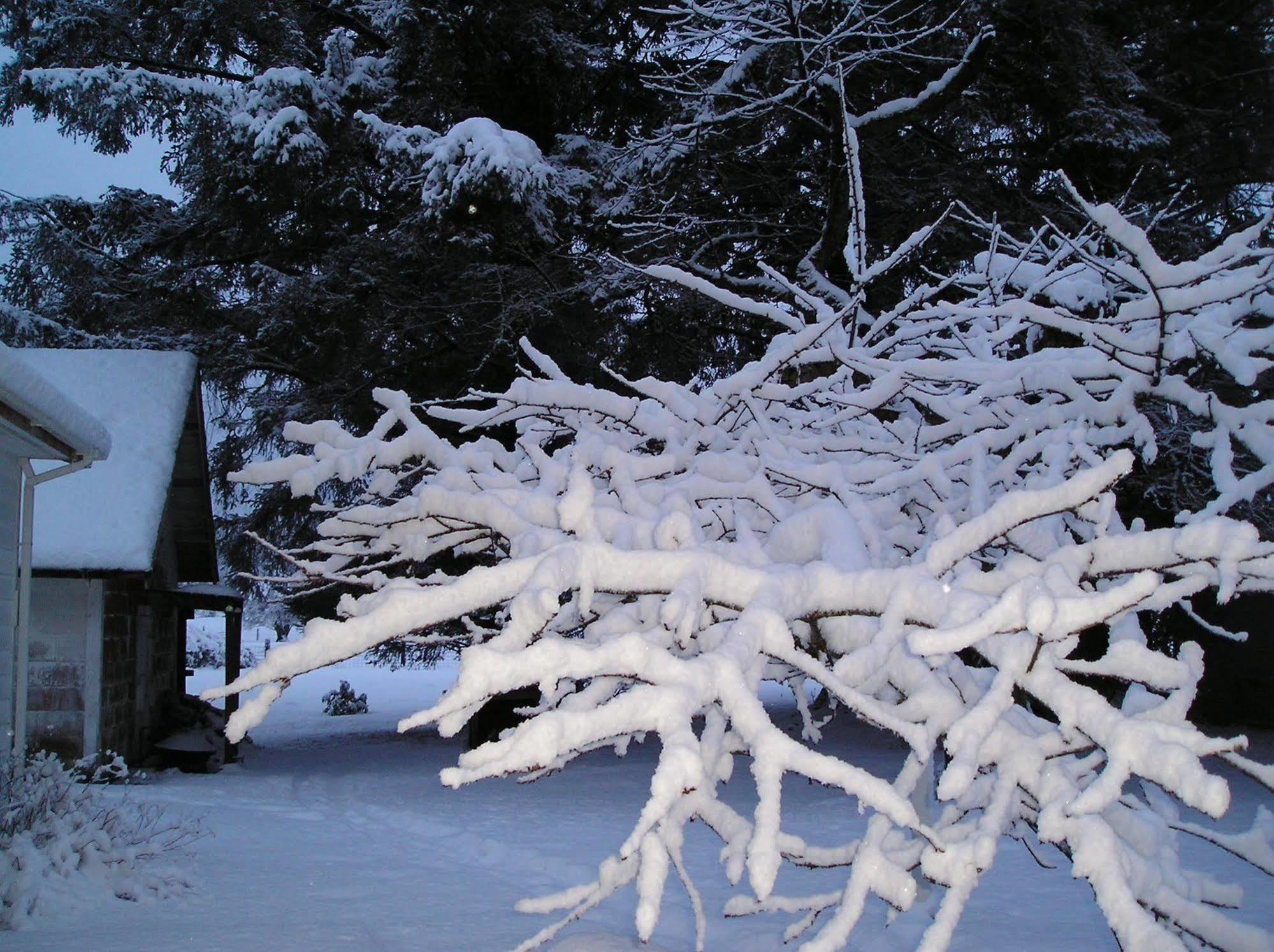 Miller Tree Inn Forks Eksteriør billede